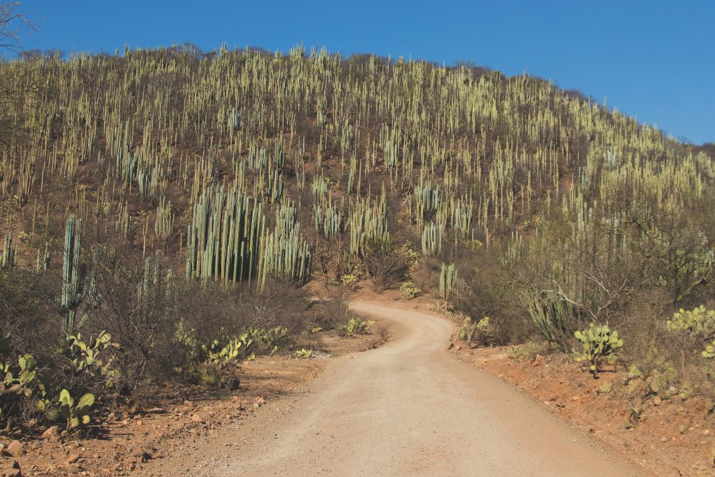 Bosque de Puebla