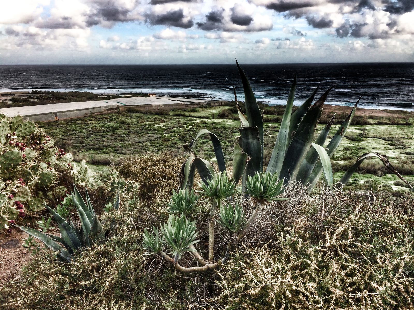 Agaves y matorrales en una costa rocosa frente al mar