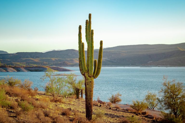 Descubre La Paz: Capital Cultural y Natural de Baja California Sur