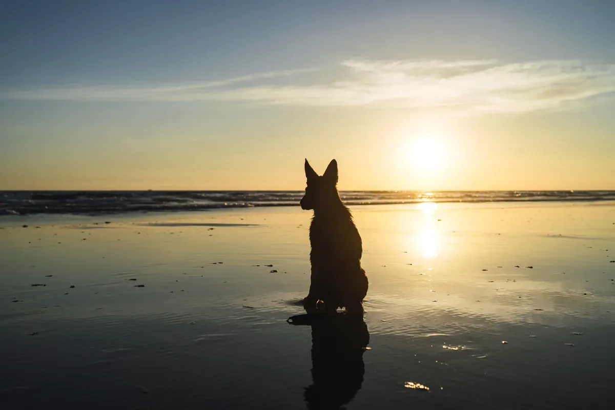 Silueta de un perro sentado en la orilla del mar al atardecer