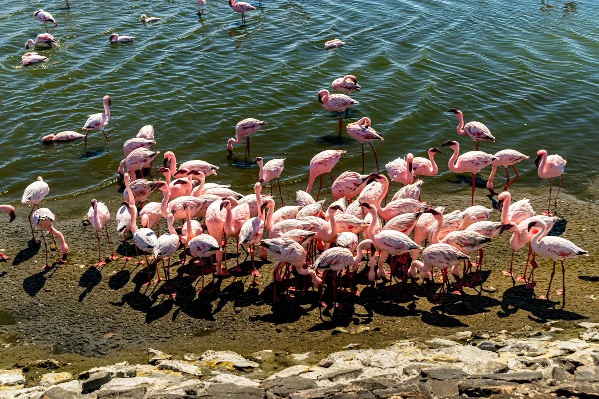 Grupo de flamencos rosados en la orilla del agua