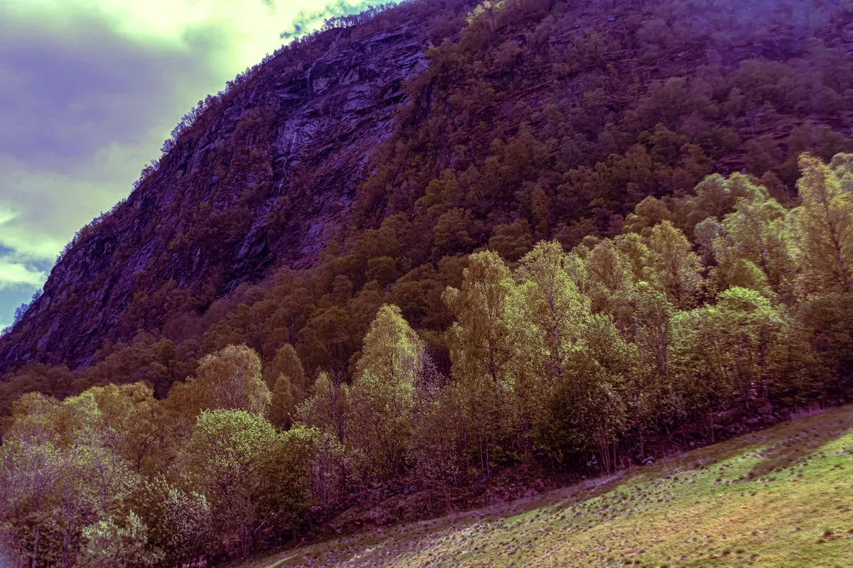 Ladera de una montaña rocosa cubierta de bosque