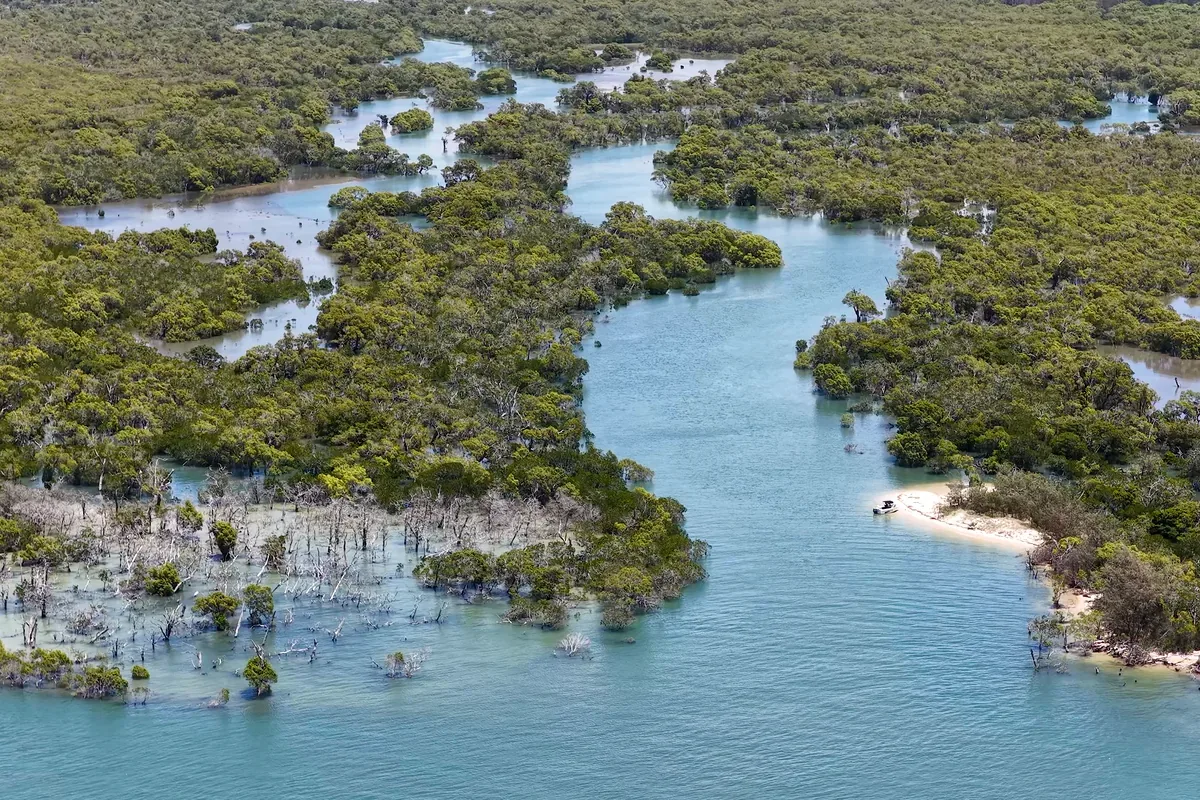 Manglar con canales de agua y vegetación, visto desde el aire
