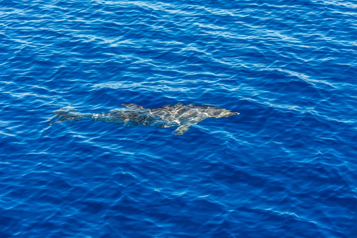 Avistamiento de ballenas grises y azules en Loreto: guía práctica 2026 Avistamiento de ballenas grises y azules en Loreto: guía práctica 2026