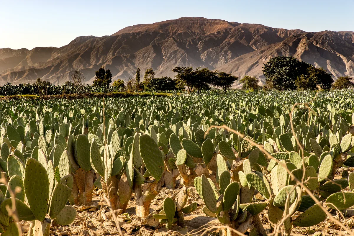 Campo de nopales con montañas al fondo