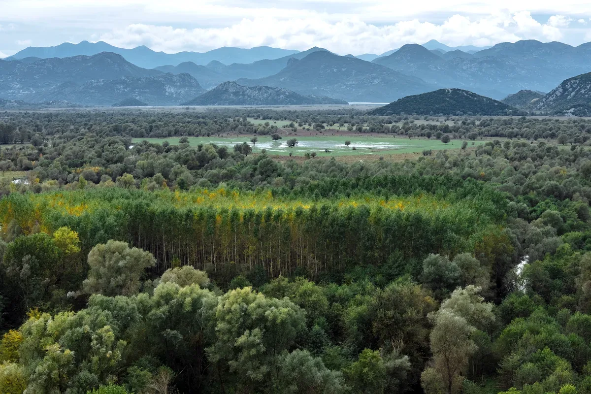 Vista aérea de un bosque frondoso y un humedal con montañas al fondo