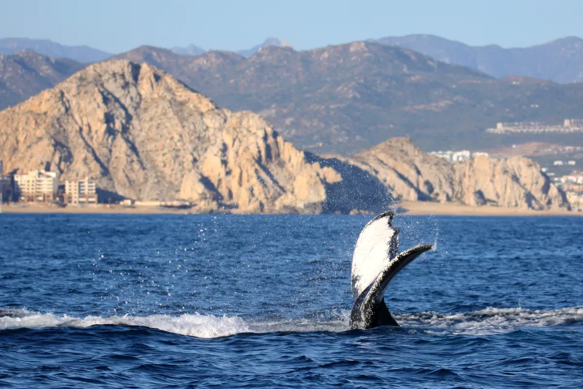 Ballena que asoma la aleta frente a una costa de cerros rocosos