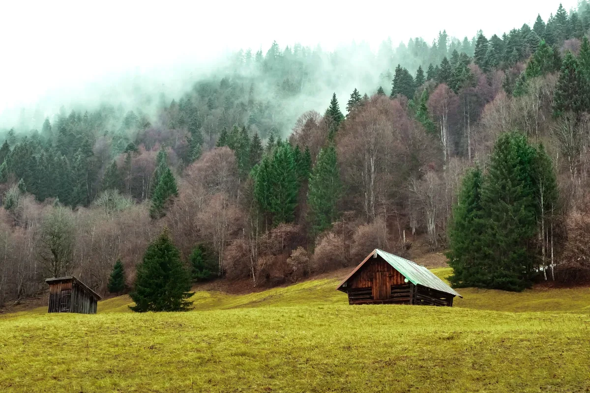 Cabaña de madera en un prado con bosque de pinos y niebla