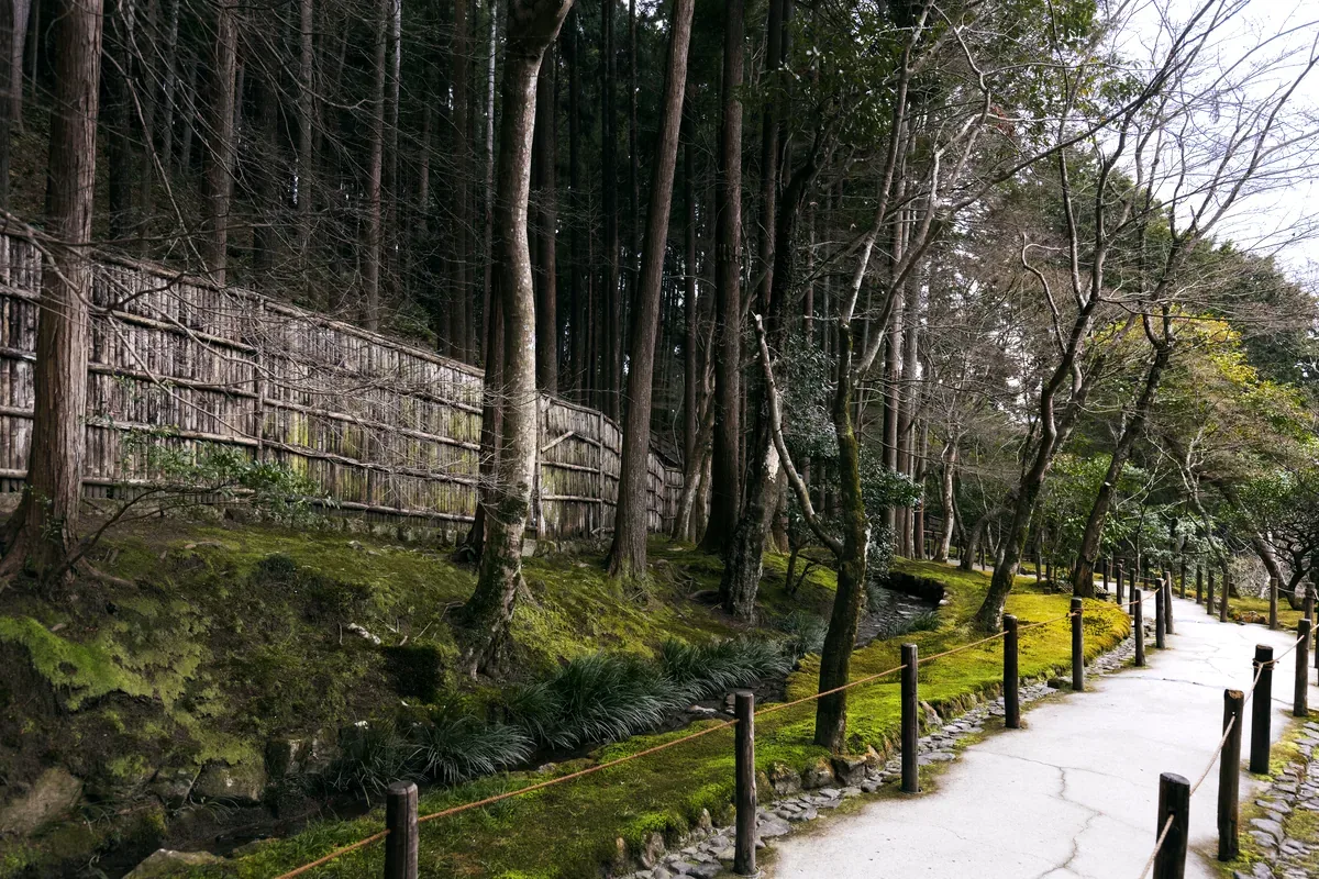Sendero empedrado en un bosque de cedros con una cerca de bambú
