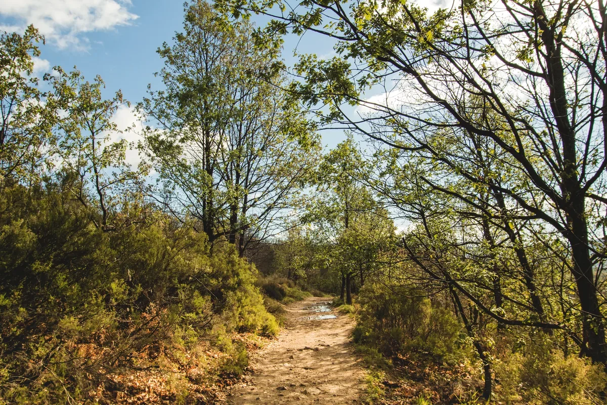 Sendero de tierra entre árboles y matorrales