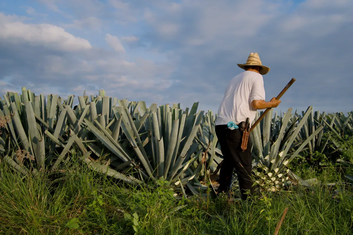 Jimador con sombrero que corta agave en un campo