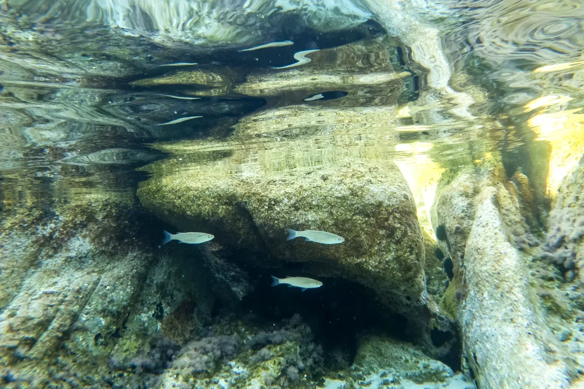 Peces pequeños que nadan bajo una roca en agua transparente