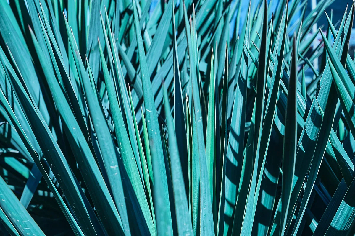 Hojas de agave azul en primer plano