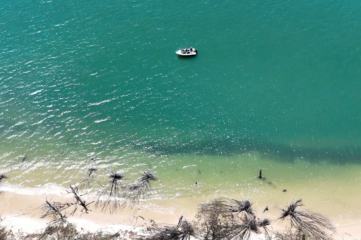 Vista aérea de una lancha en un mar verde junto a una playa con palmeras