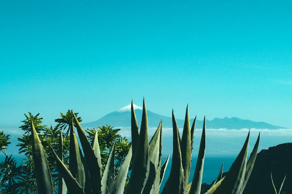 Agaves frente a un paisaje con un volcán al fondo