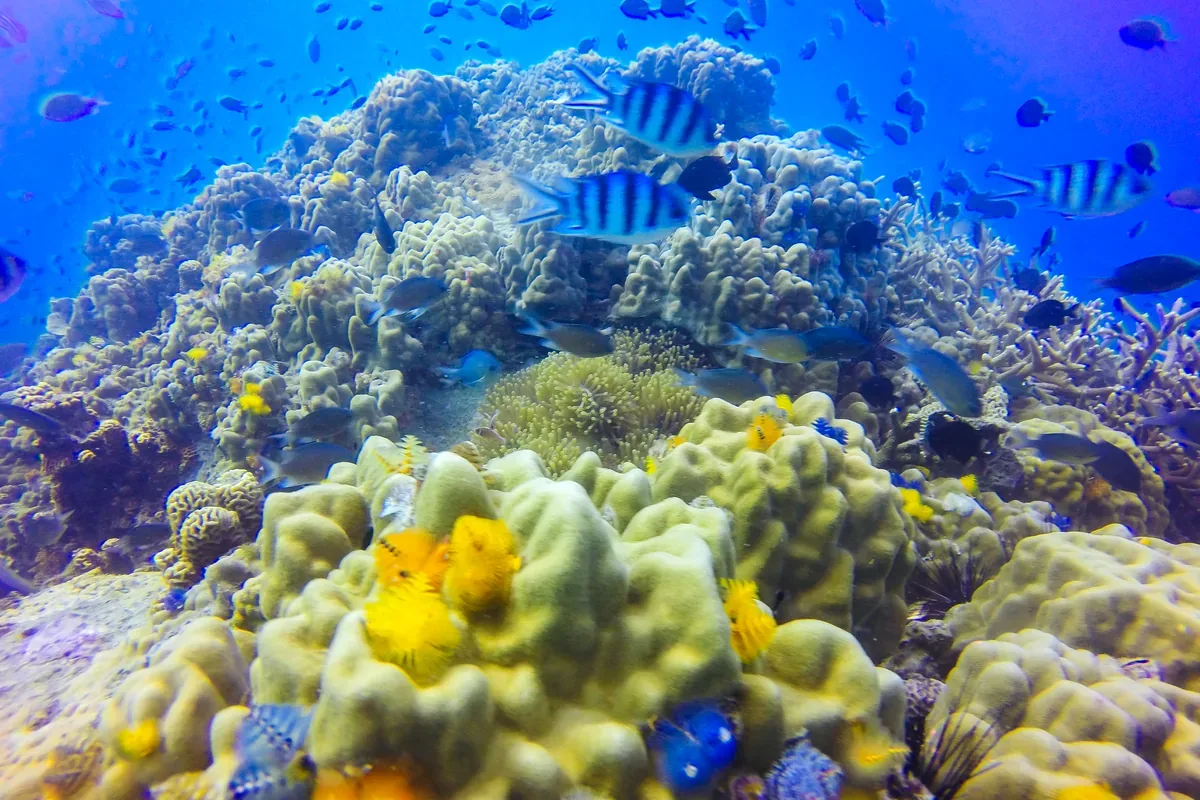 Arrecife de coral con peces de rayas y esponjas amarillas