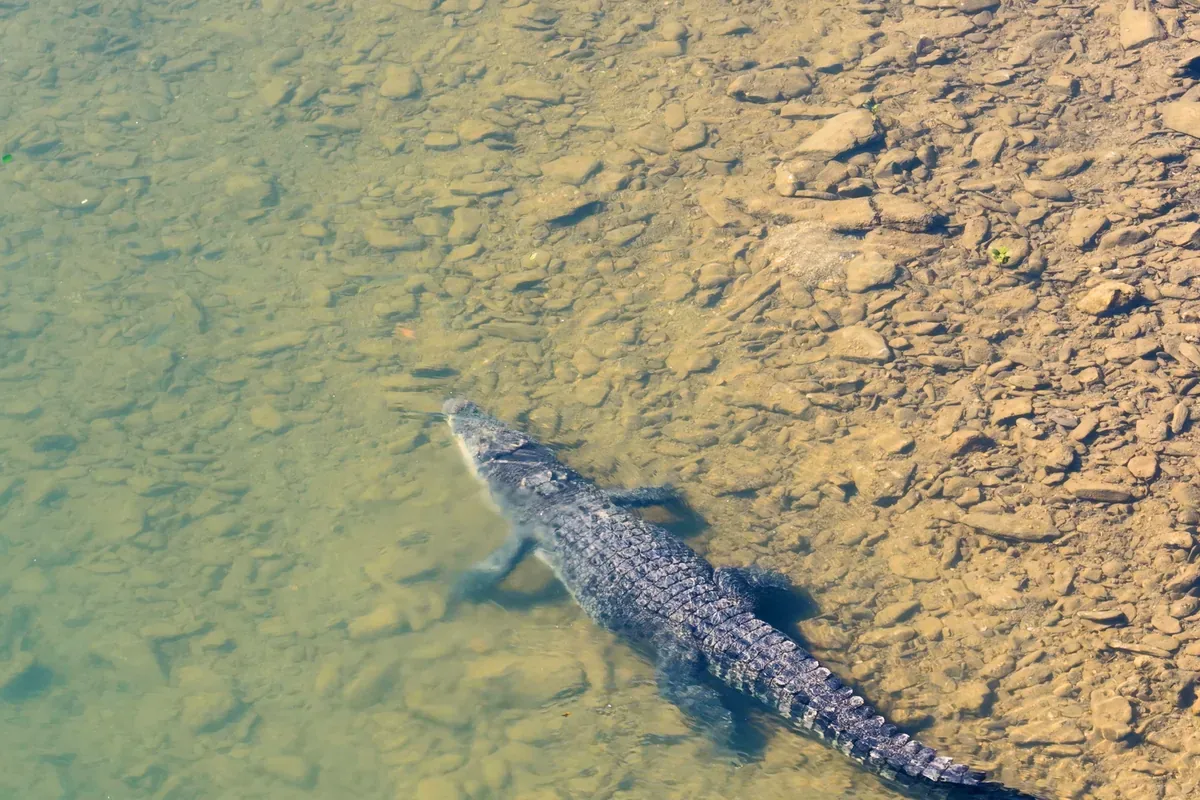 Cocodrilo que nada en agua poco profunda sobre un fondo de piedras