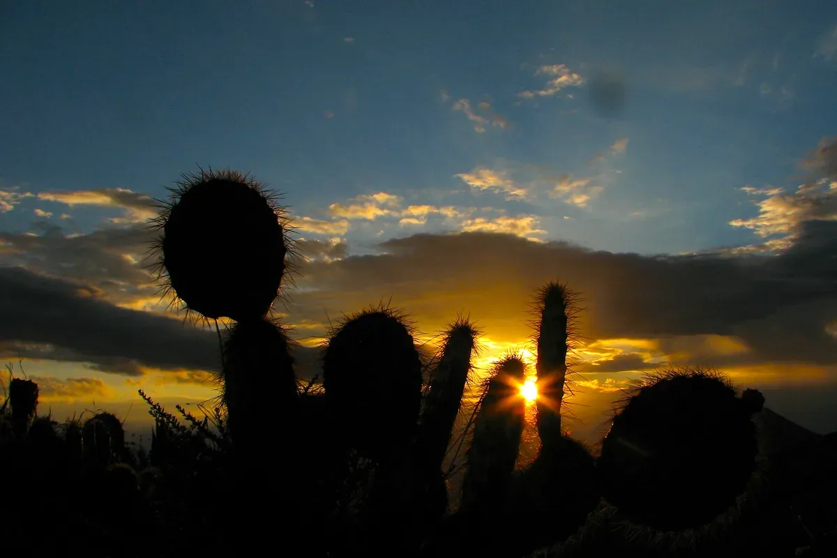 Siluetas de cactus al atardecer