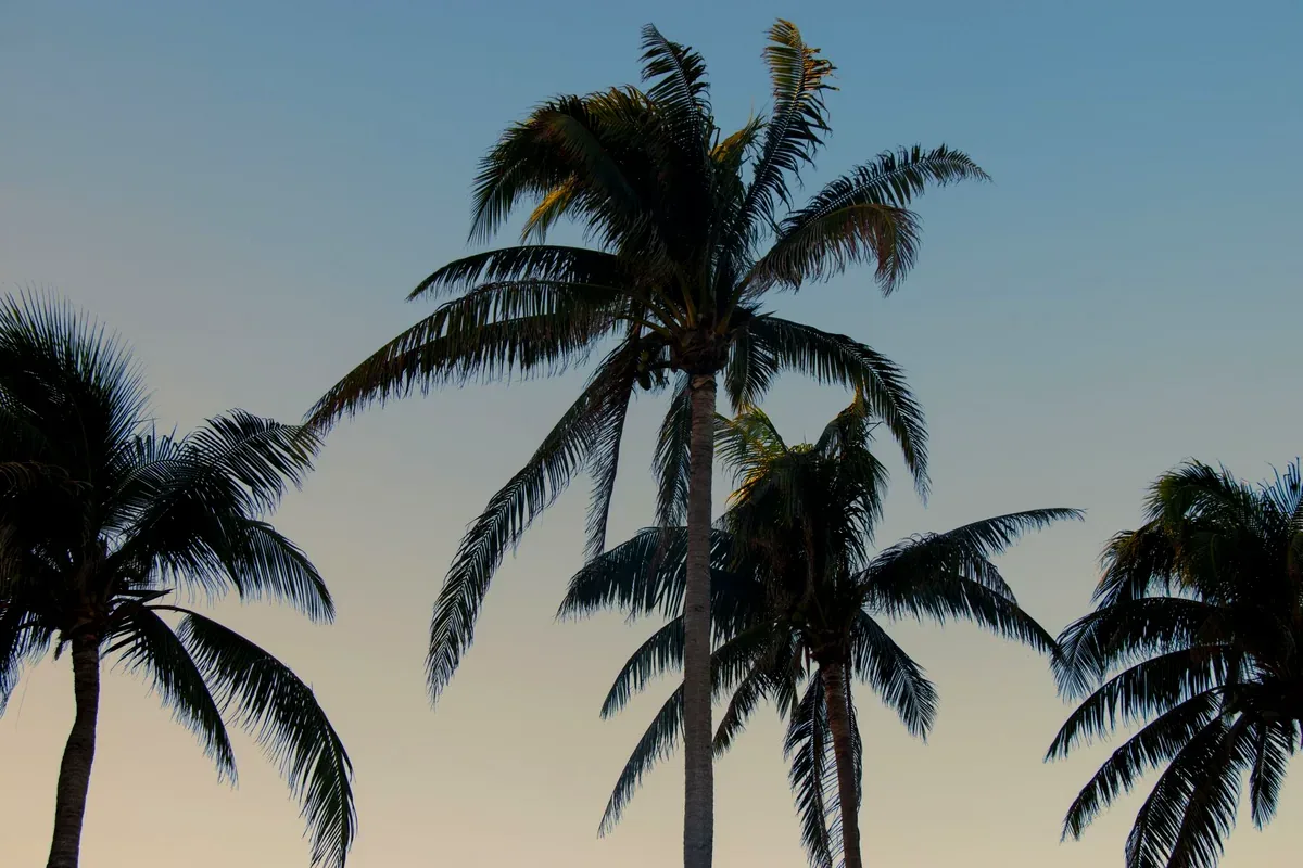 Siluetas de palmeras contra el cielo al atardecer