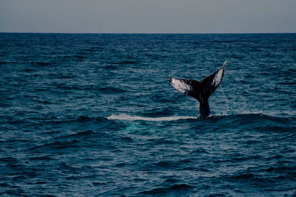 Cola de una ballena que se sumerge en el mar