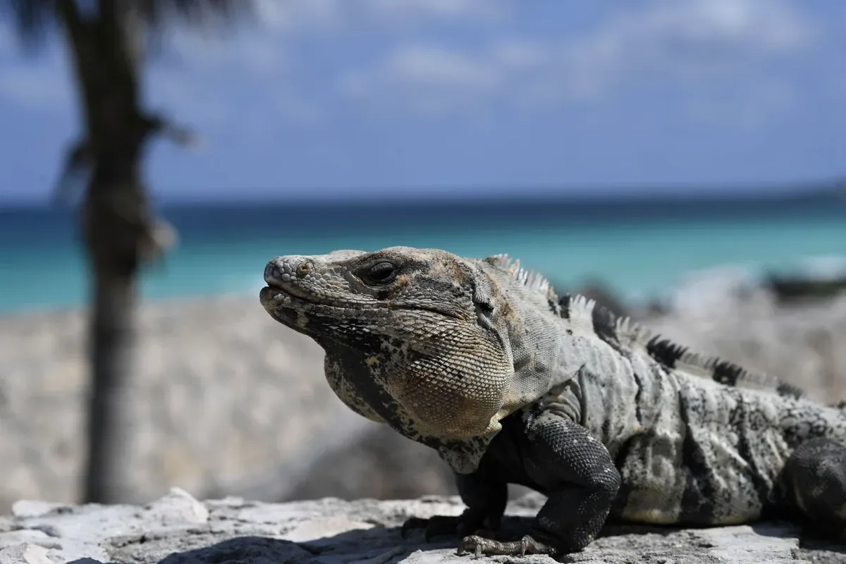 Iguana sobre una roca al sol