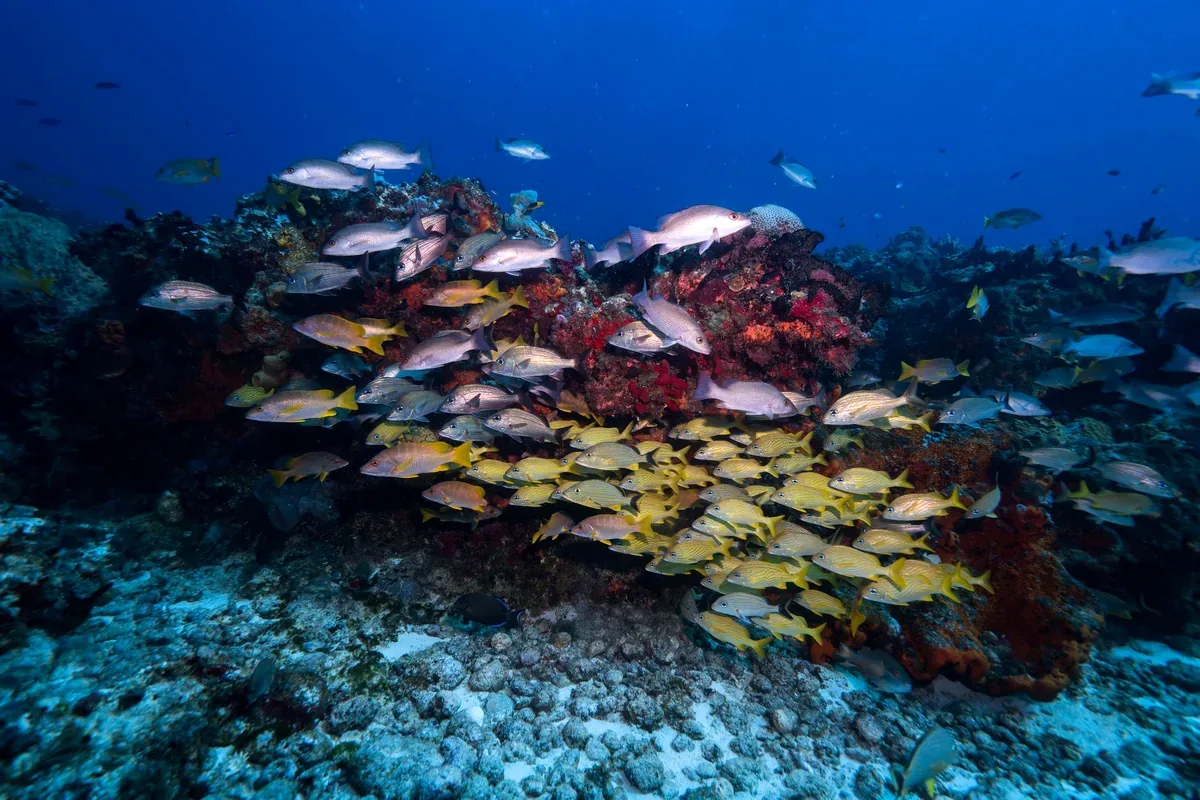 Peces amarillos sobre un arrecife de coral en aguas azules