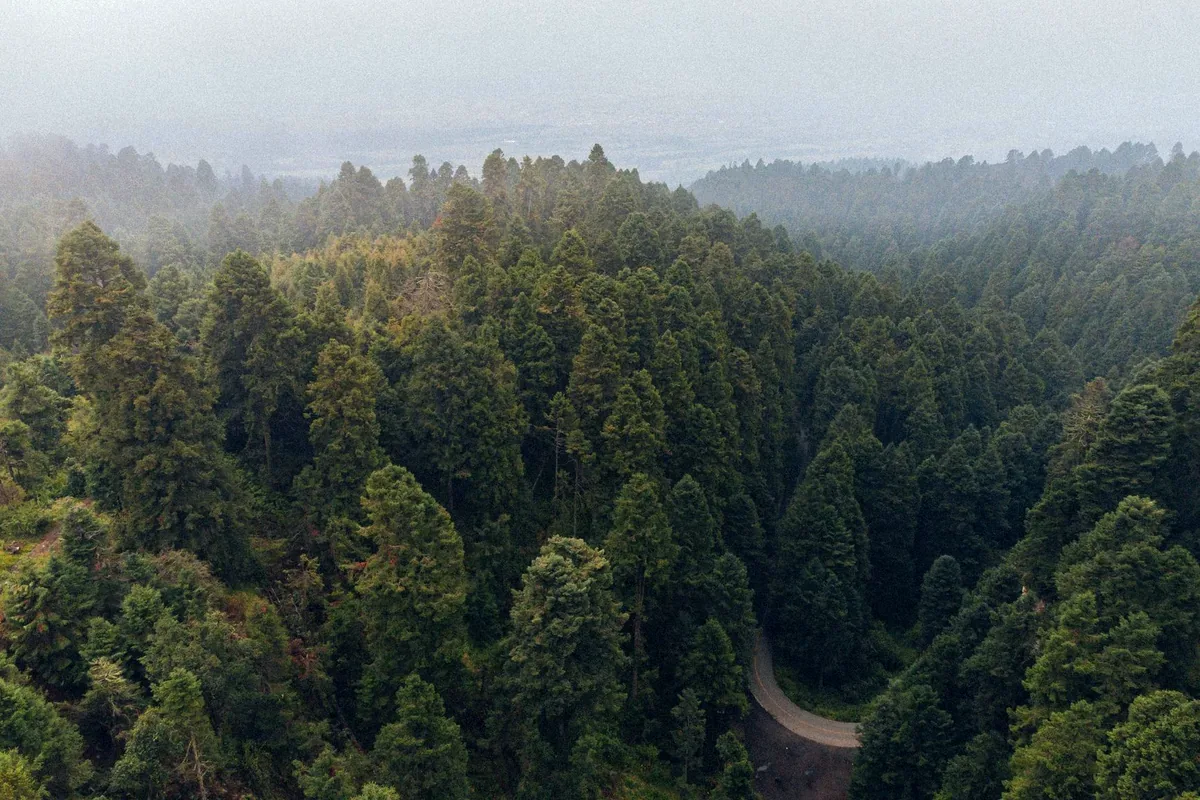 Bosque denso de pinos atravesado por un camino, visto desde el aire