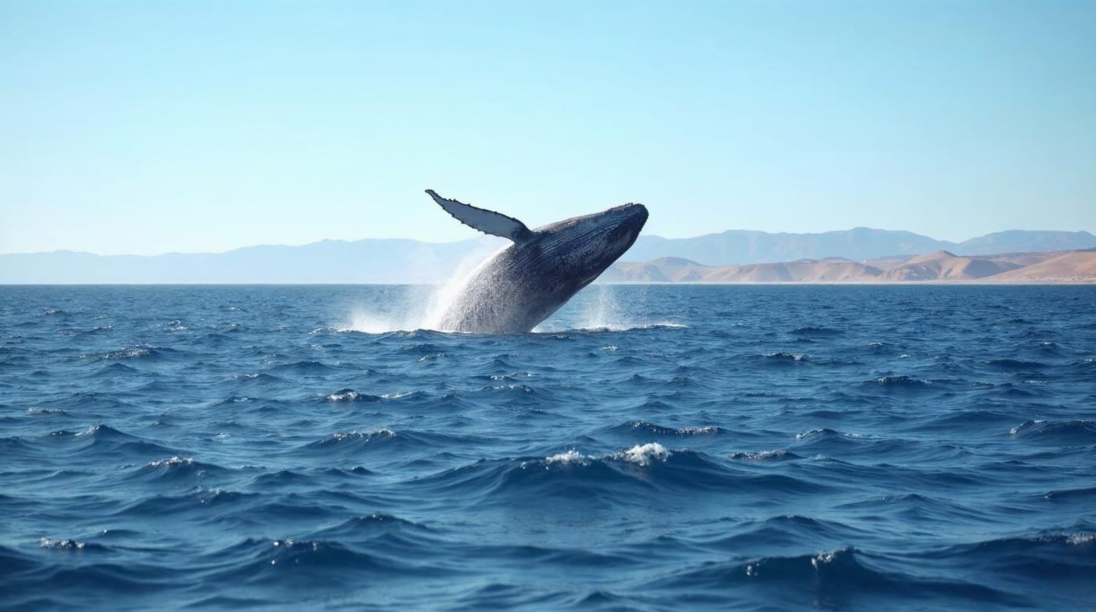 Ballena jorobada que salta fuera del mar con montañas al fondo