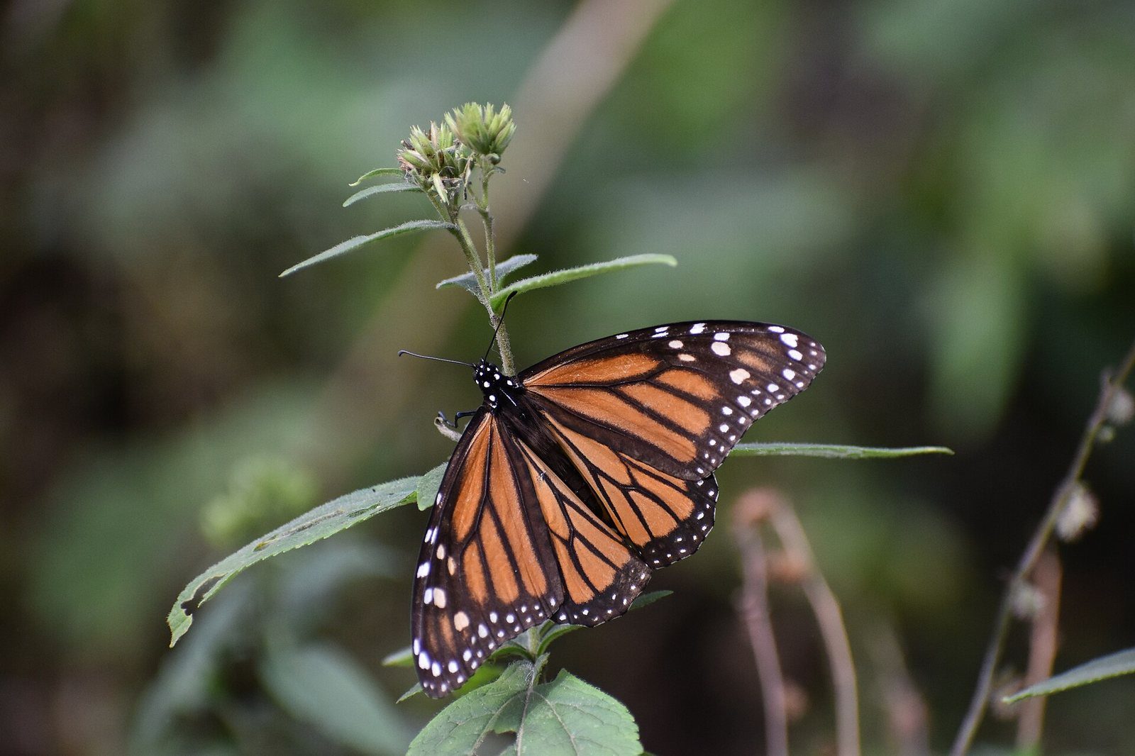 Mariposas monarca agrupadas sobre ramas de oyamel en el santuario El Rosario, Michoacán