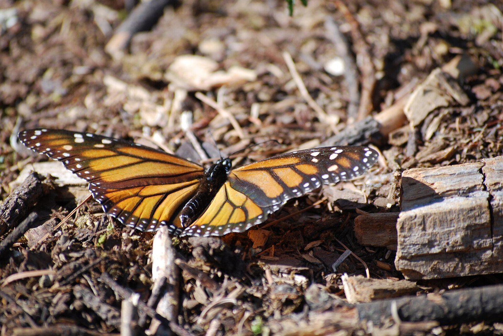 Mariposa monarca posada en el suelo del bosque en la Sierra Chincua
